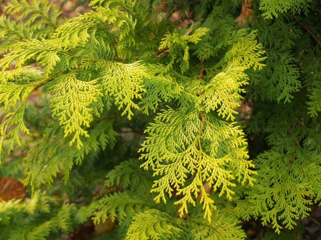 درخت کاج و سرو چه تفاوت هایی با هم دارند ؟