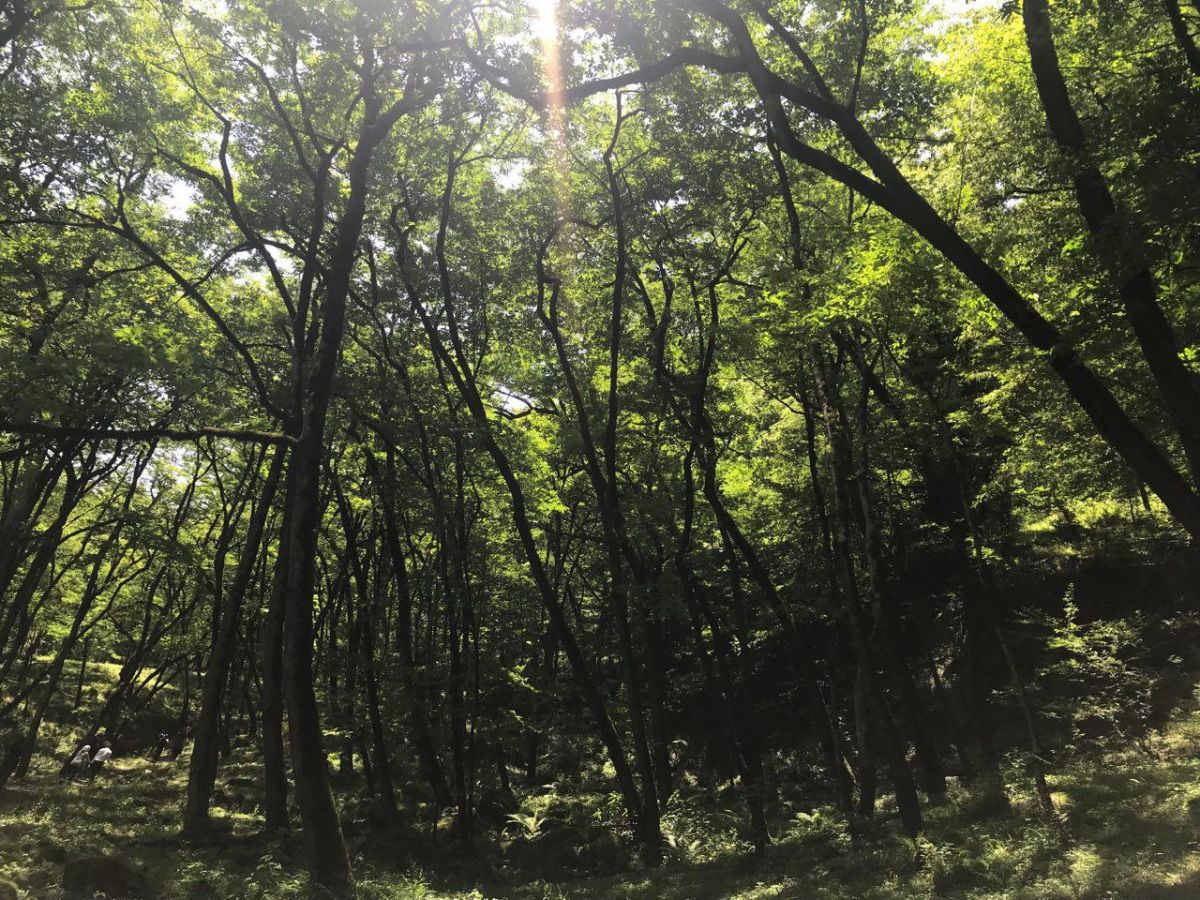 جنگل دالخانی رامسر