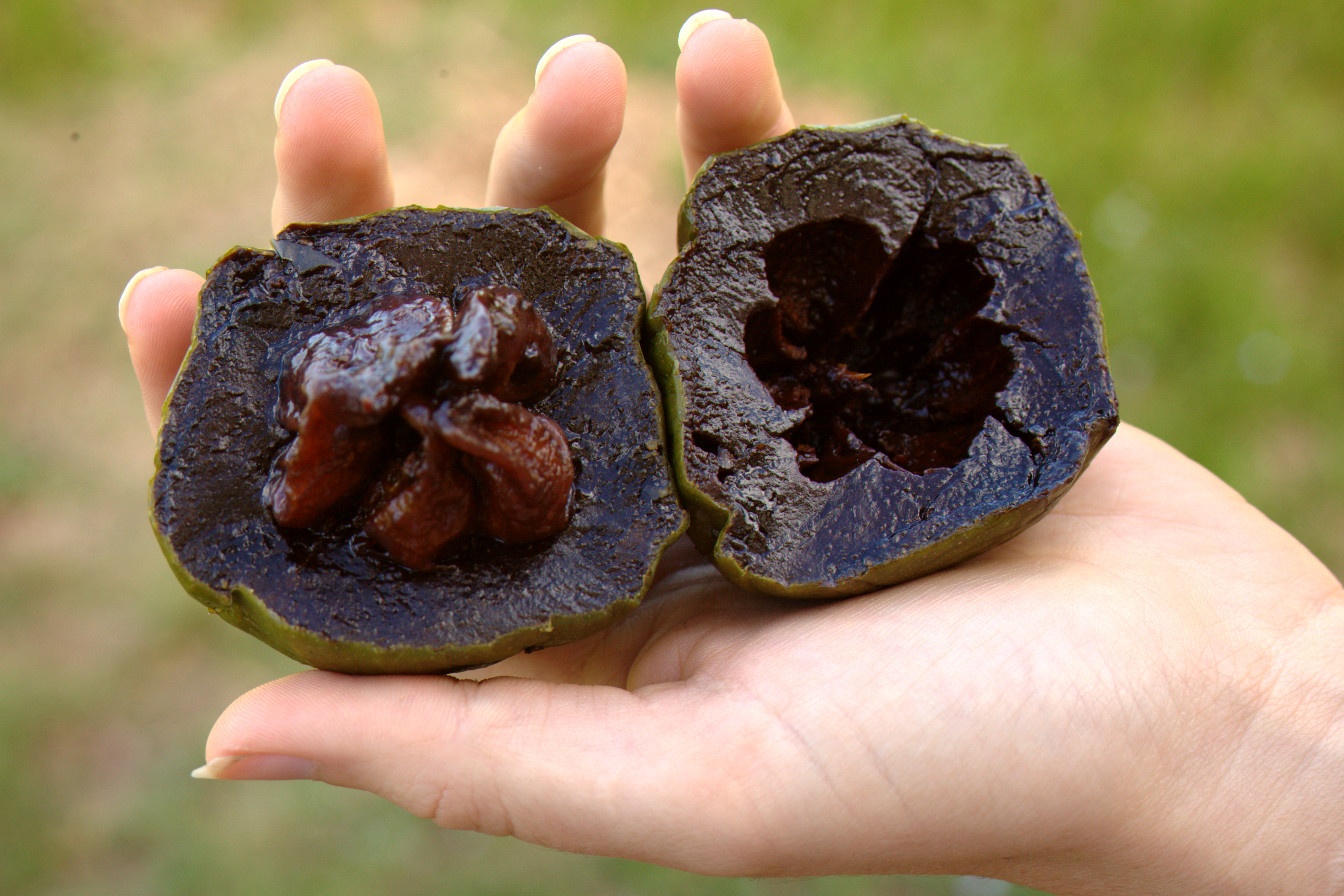 میوه ساپوت سیاه