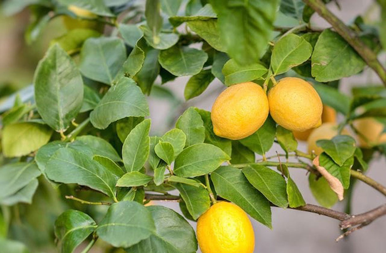 تاثیر کود روی درخت لیمو