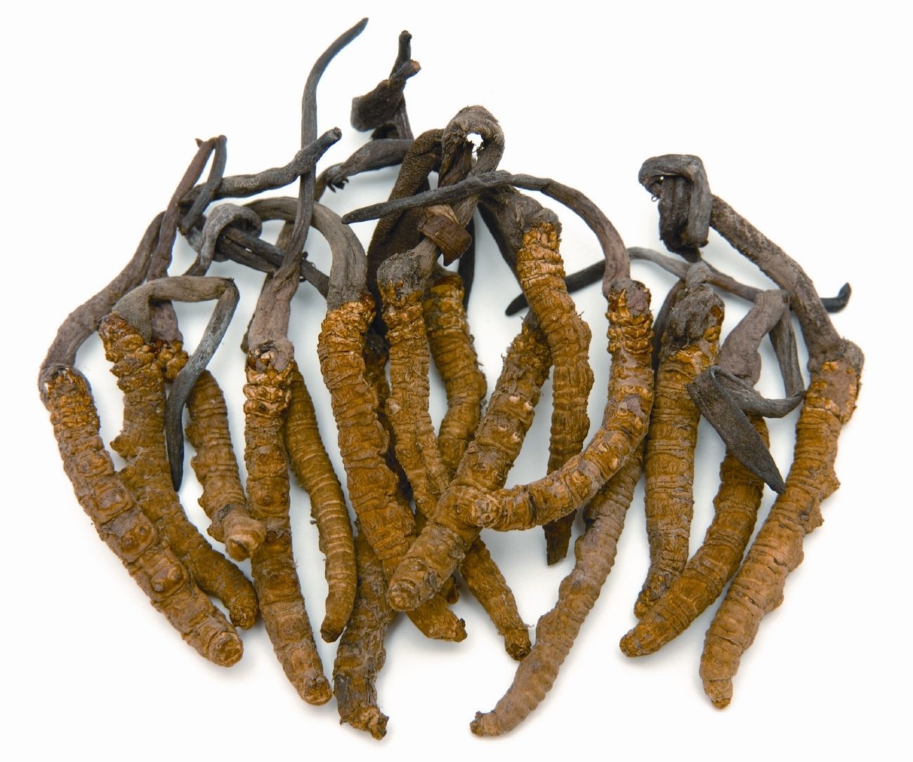 درمان سرطان با قارچ هیمالیا