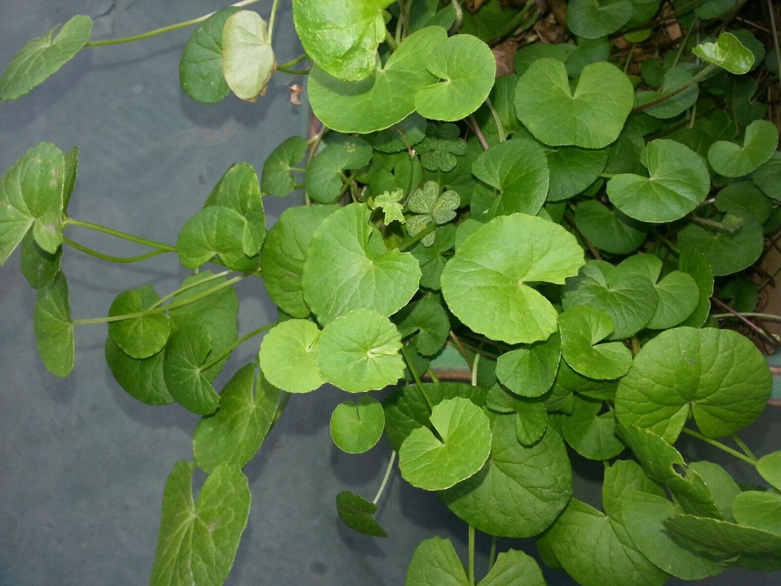عکس گیاه گوتوکولا (gotukola)