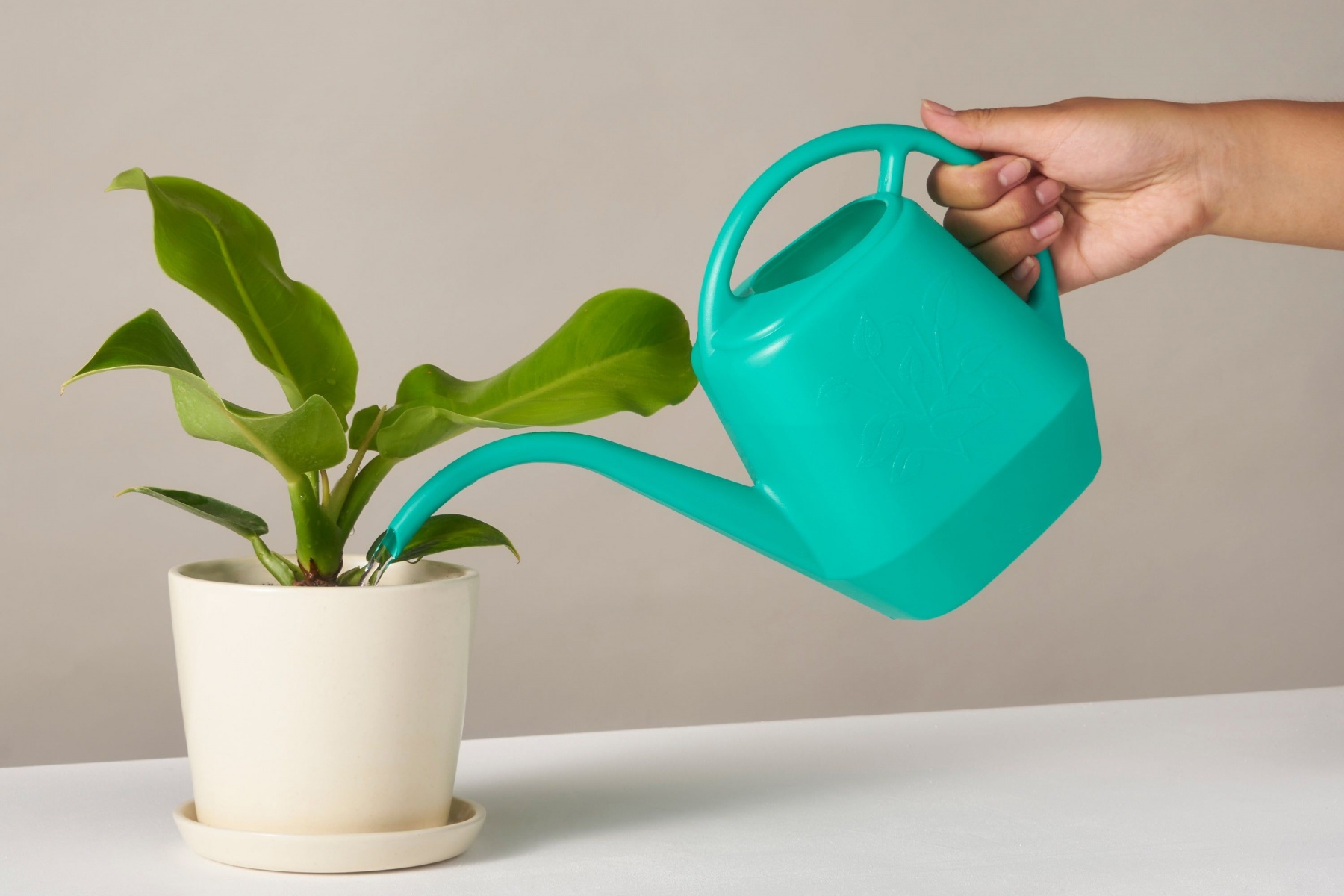 بهترین آب برای آبیاری گیاه