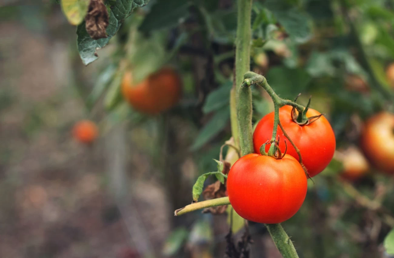 مراحل کاشت گوجه فرنگی 