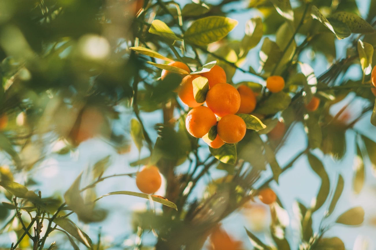 آفات و مشکلات درخت پرتقال