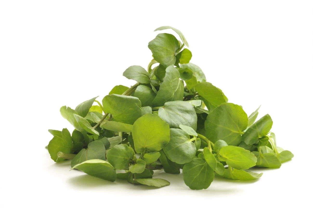 طبع سبزی شاهی 