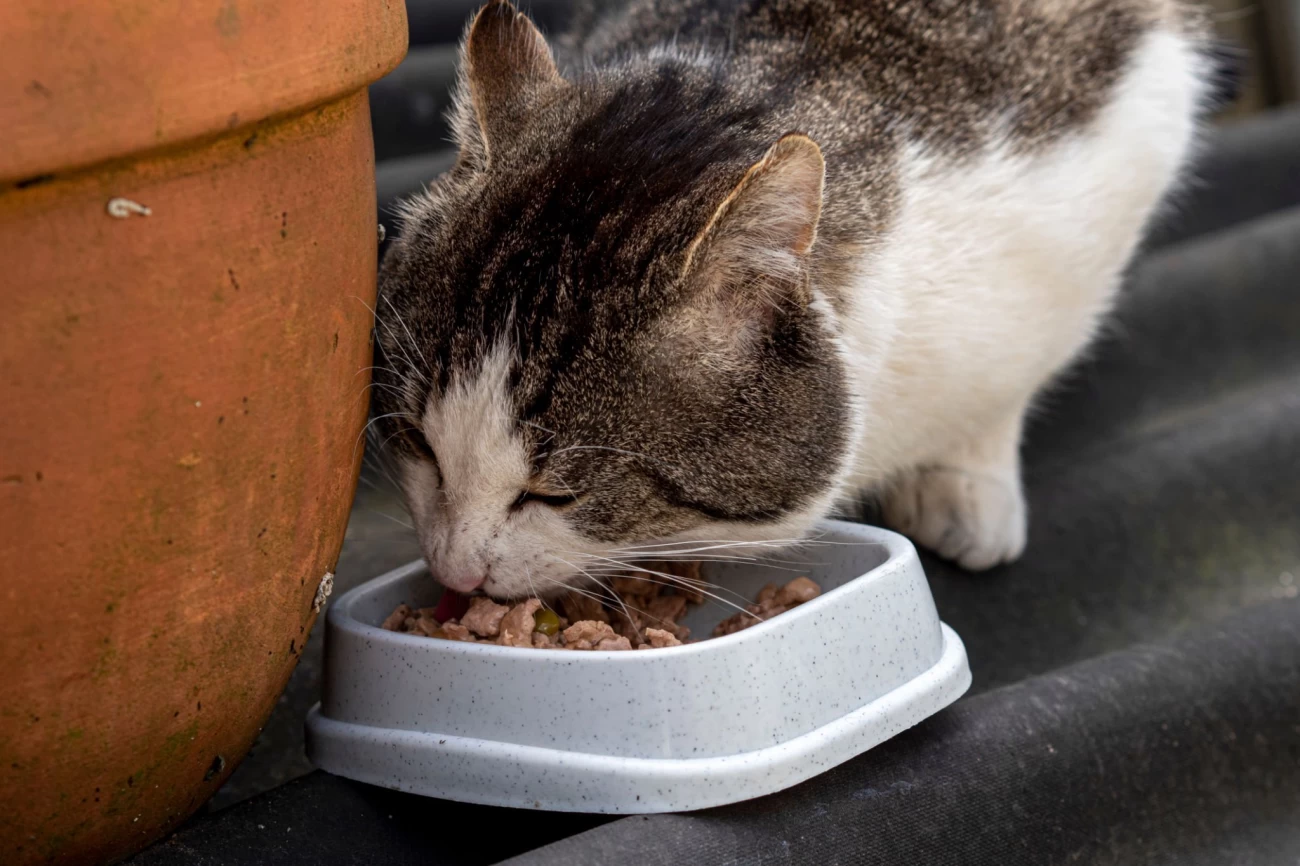 غذای خشک یا مرطوب گربه؟