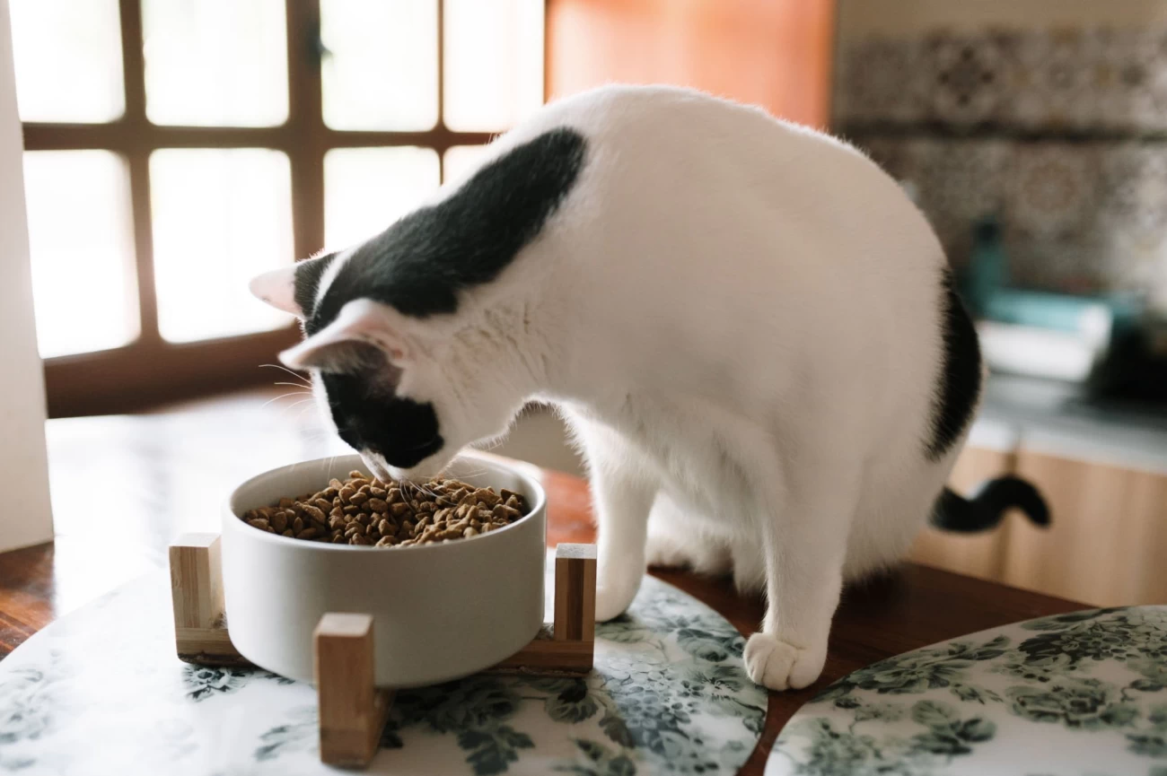 غذا مناسب گربه