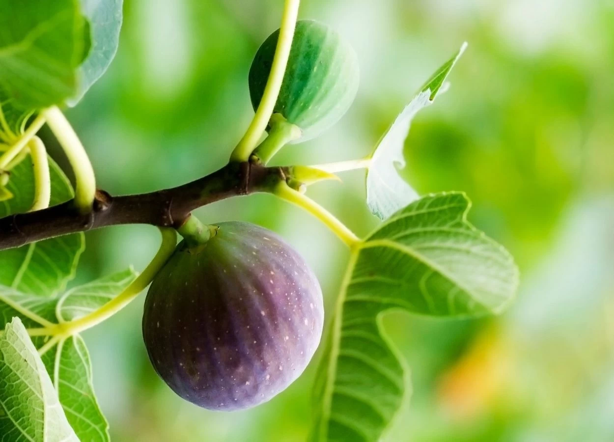 چای برگ انجیر
