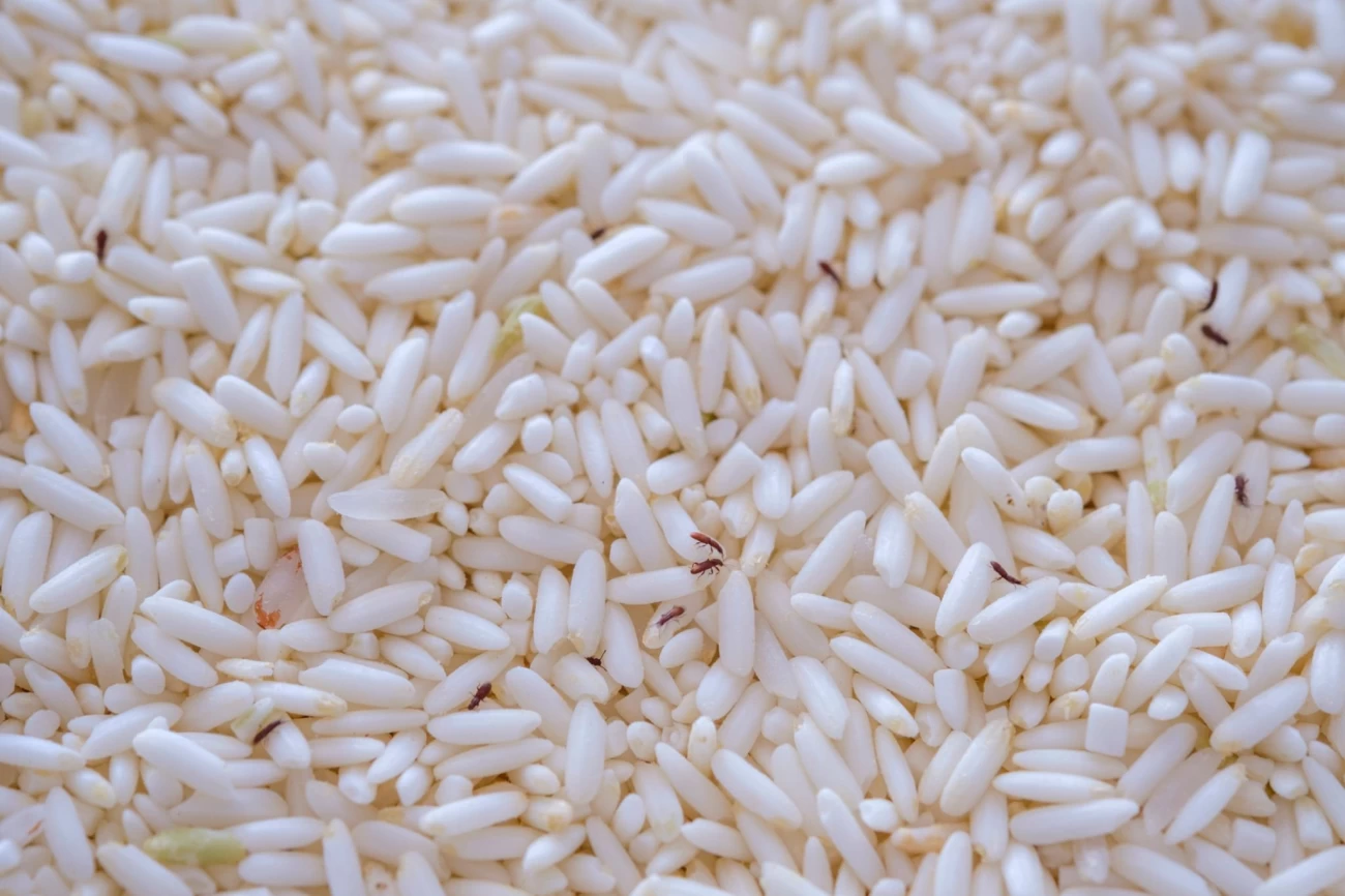 جلوگیری از شپشک زدن برنج 