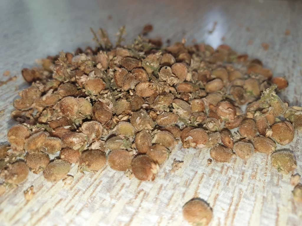 خواص سماق قهوه ای