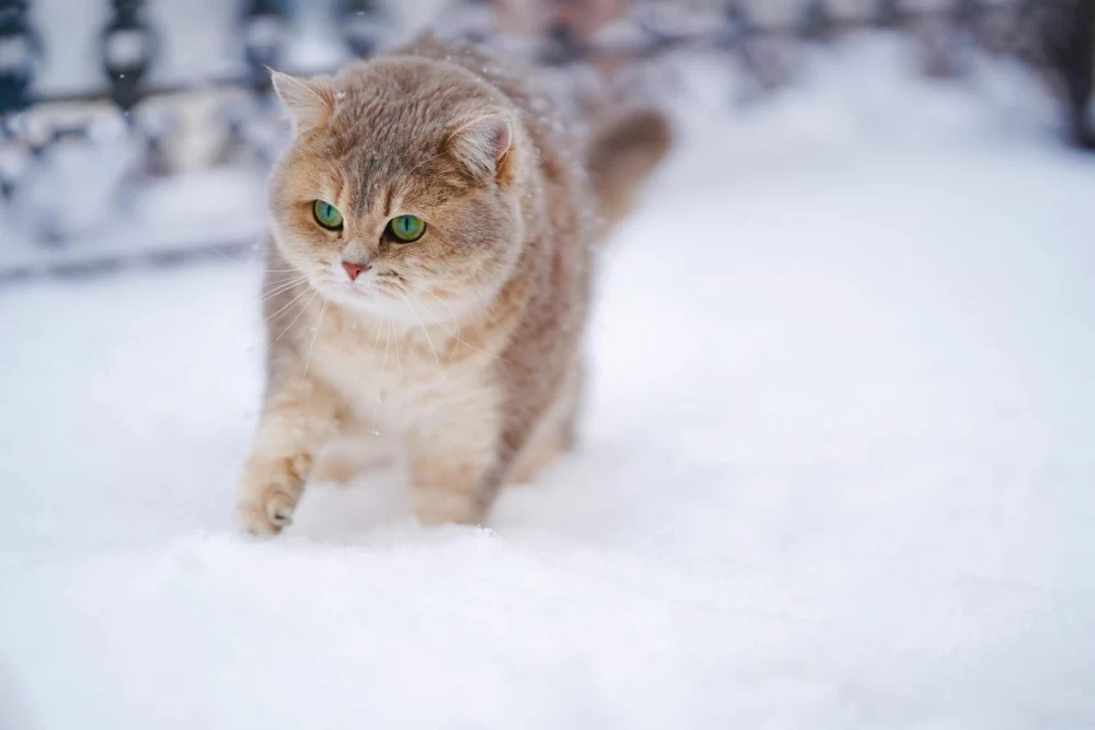نگهداری گربه در زمستان