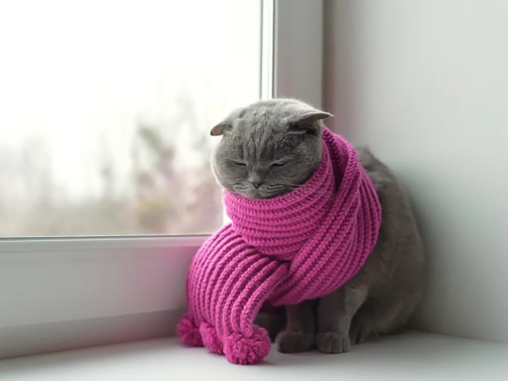 نگهداری گربه در سرما