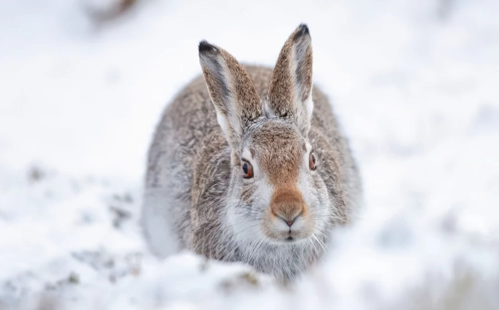 مراقبت از خرگوش در زمستان