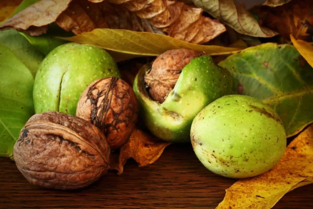 فواید پوست سبز گردو 