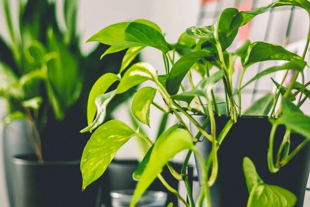 برای پتوس چه کودی مناسب است؟
