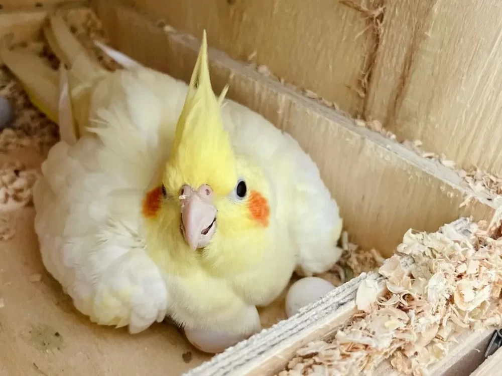 جوجه عروس هلندی 