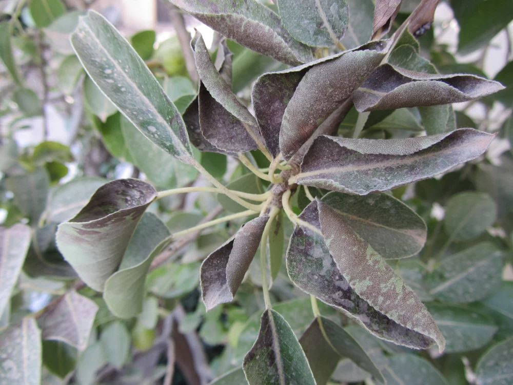فواید سمپاشی درخت گلابی