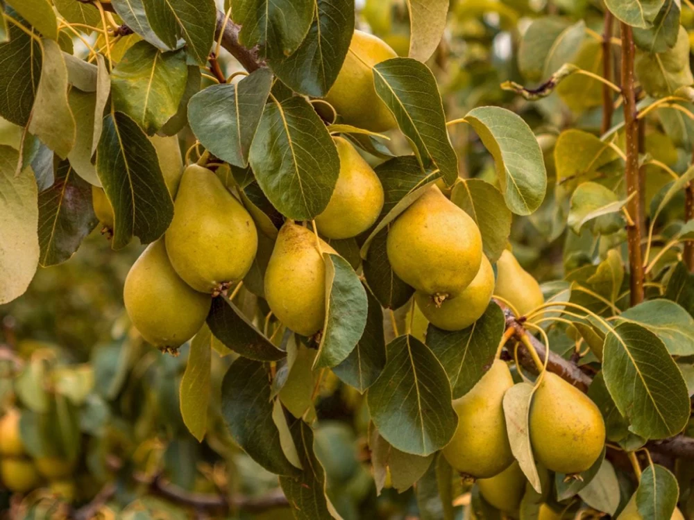 سمپاشی درخت گلابی