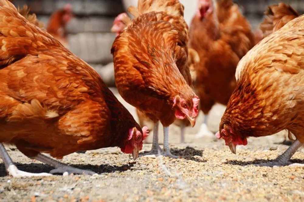 چرا مرغ من تخم نمی دهد؟