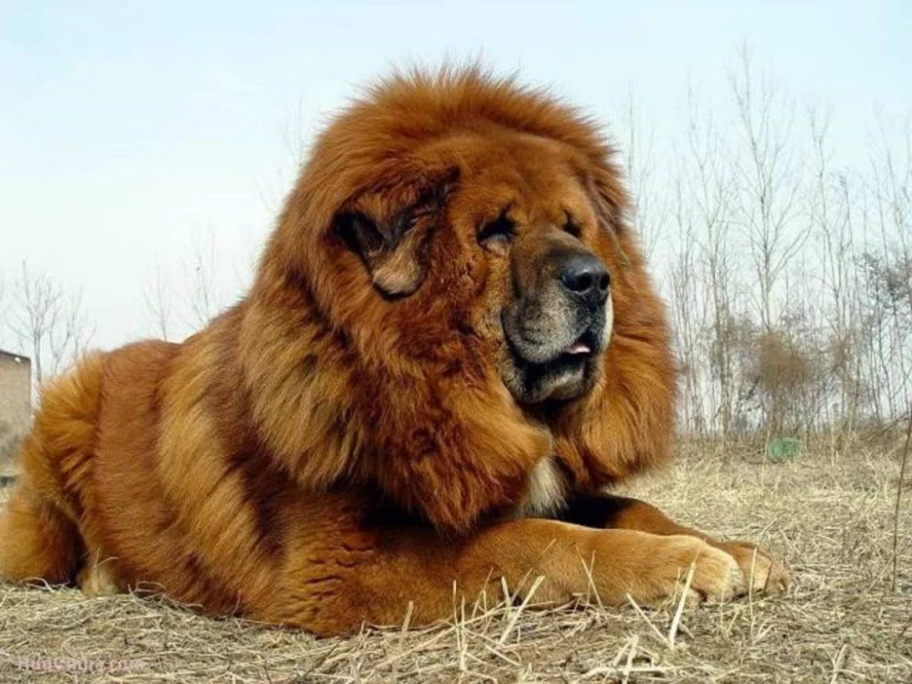 غذای سگ تبتی