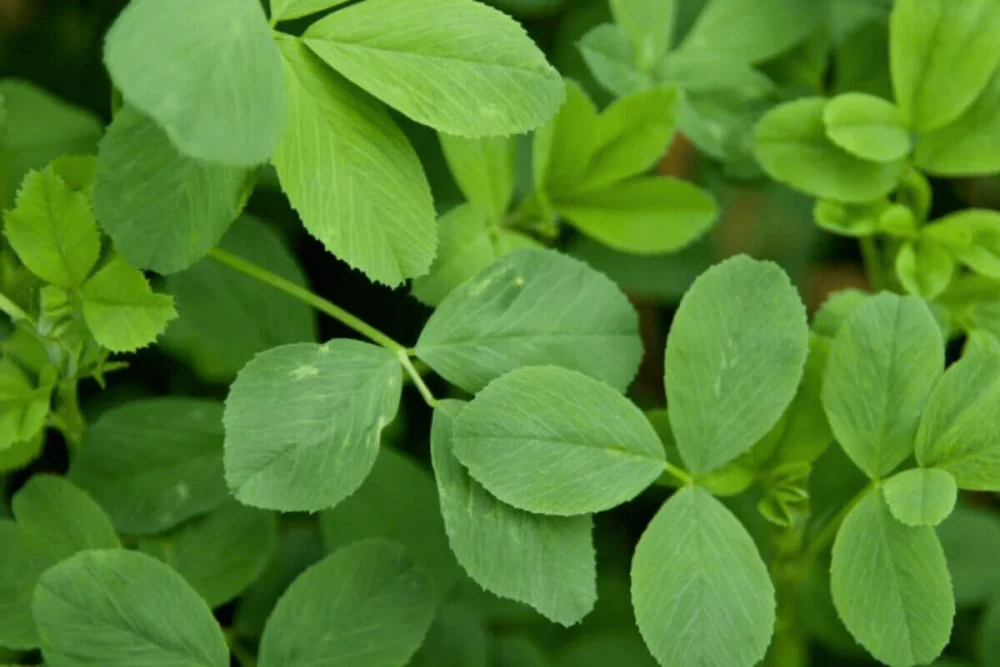 عرقه یونجه برای کودکان
