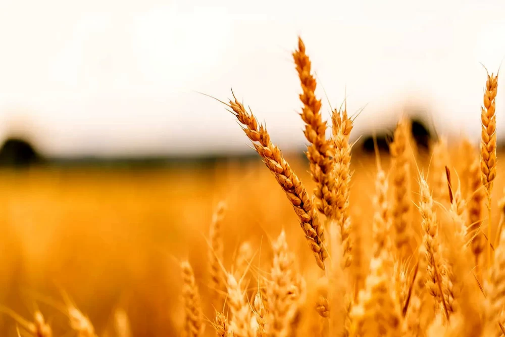 کود برای افزایش تناژ گندم