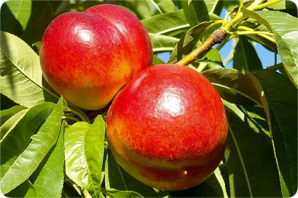 کود برای درخت شلیل