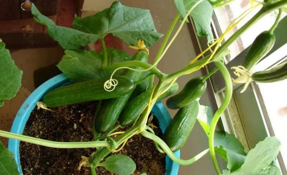 کود برای رشد خیار