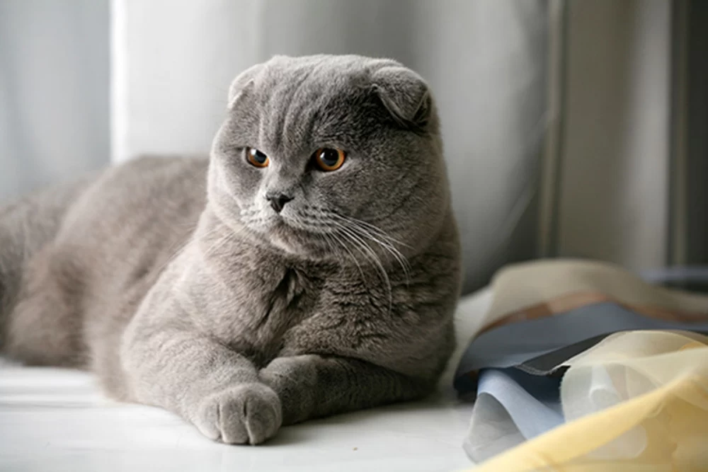 ویژگی دستمال مرطوب گربه