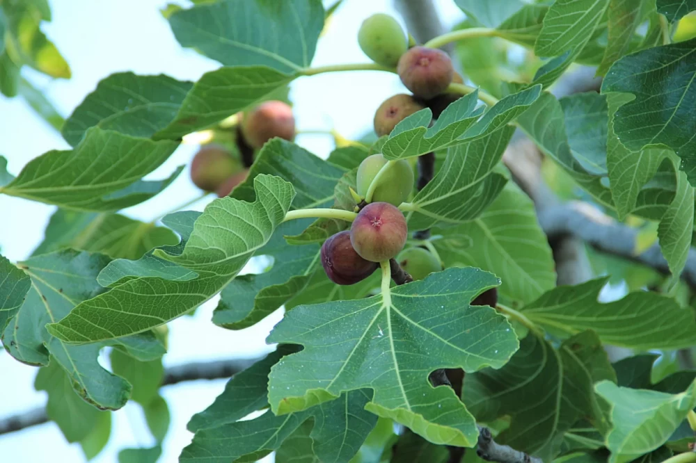 کود برای درخت انجیر