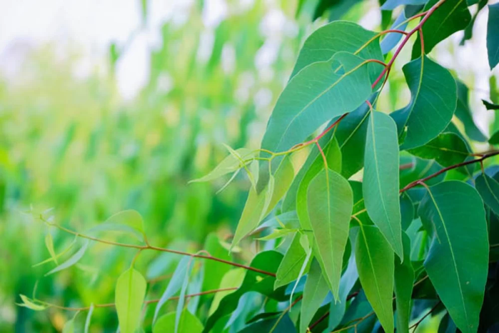 مزایای استفاده از روغن اکالیپتوس