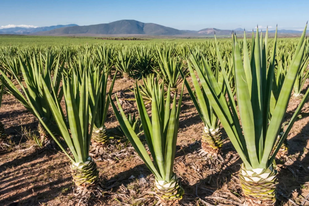 الیاف طبیعی سیسال