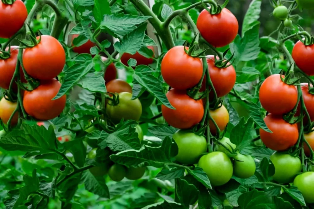 کود برای درشتی گوجه فرنگی
