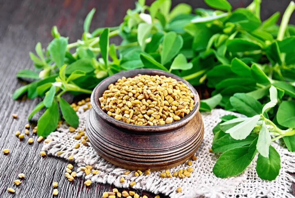 کاربرد شنبلیله
