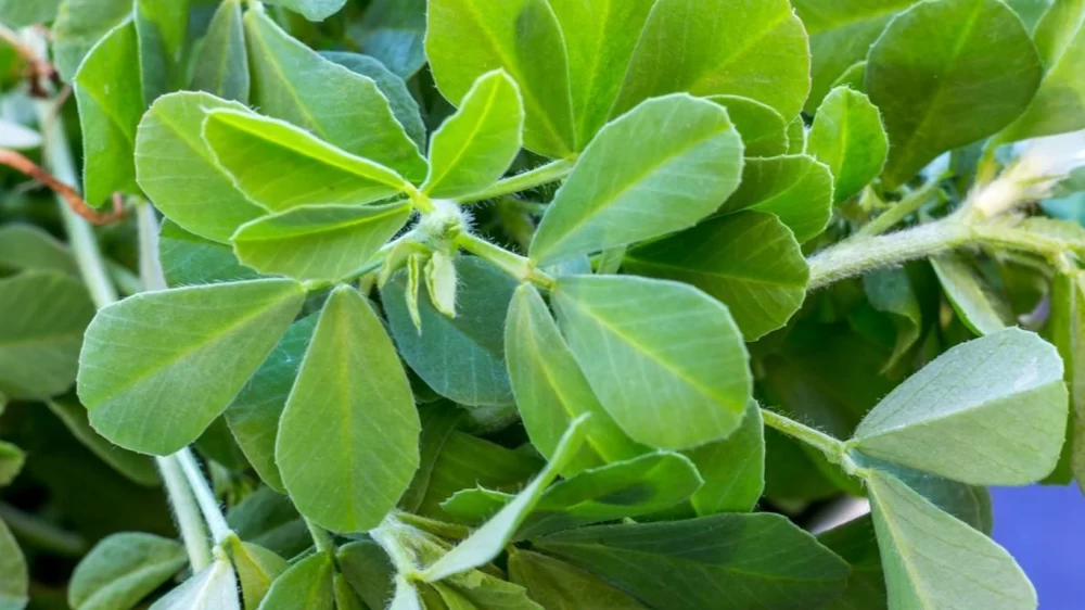 خواص دمنوش شنبلیله