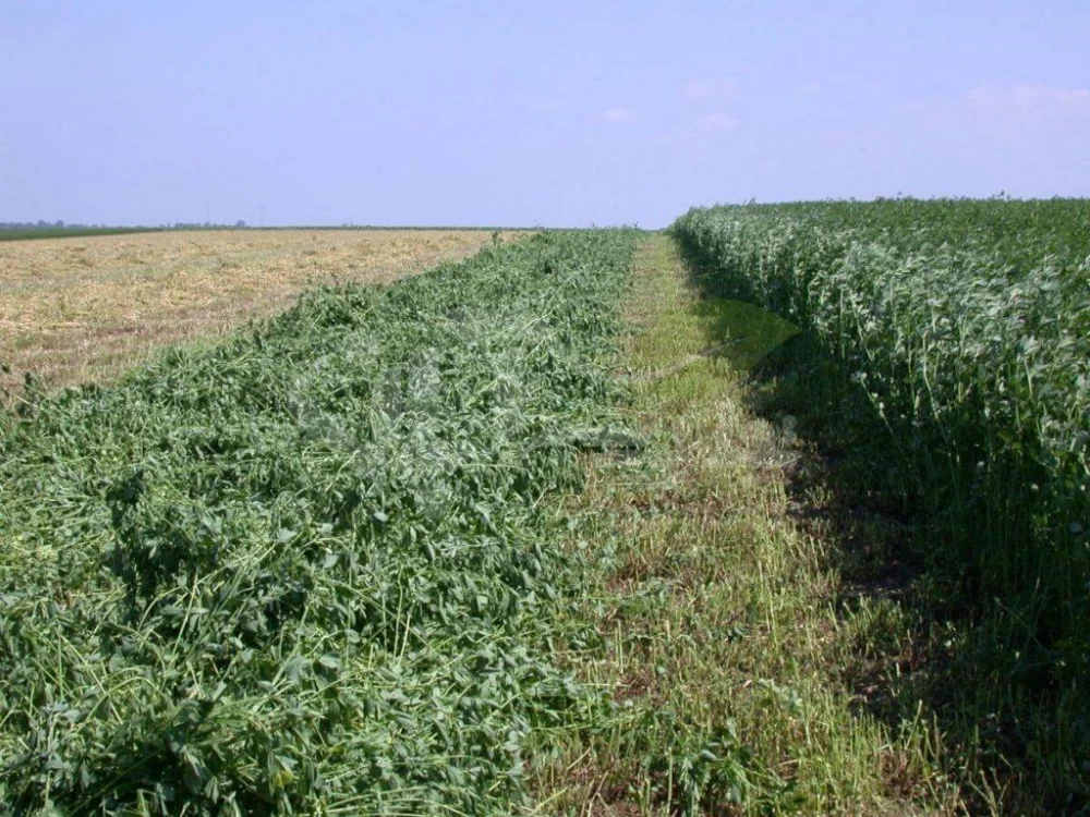 یونجه
