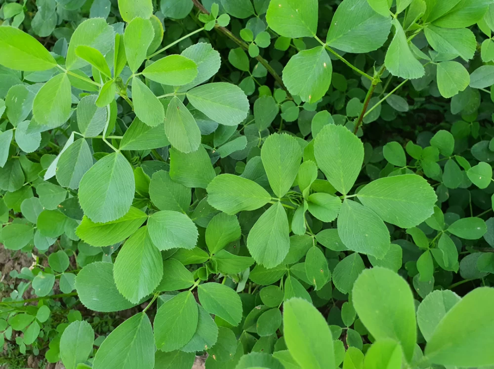 کود برای ینجه
