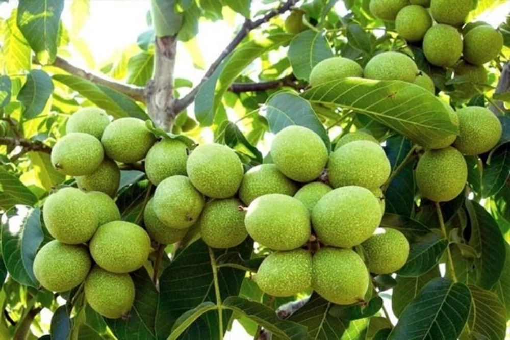 افزایش باردهی درخت گردو