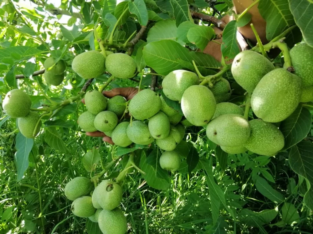 کود برای درخت گردو
