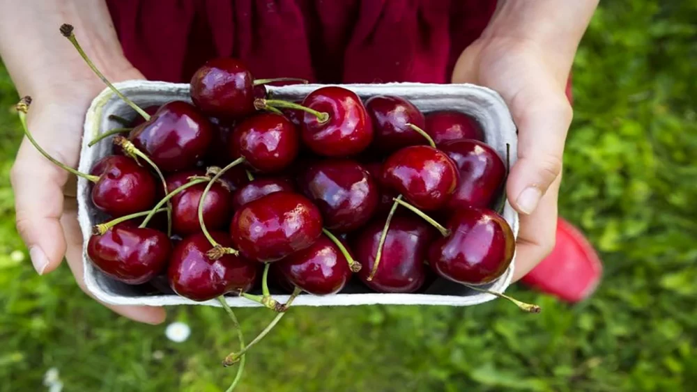 فواید گیلاس برای کودکان