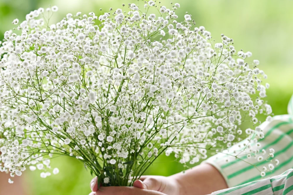 نگهداری از ژیپسوفیلا 