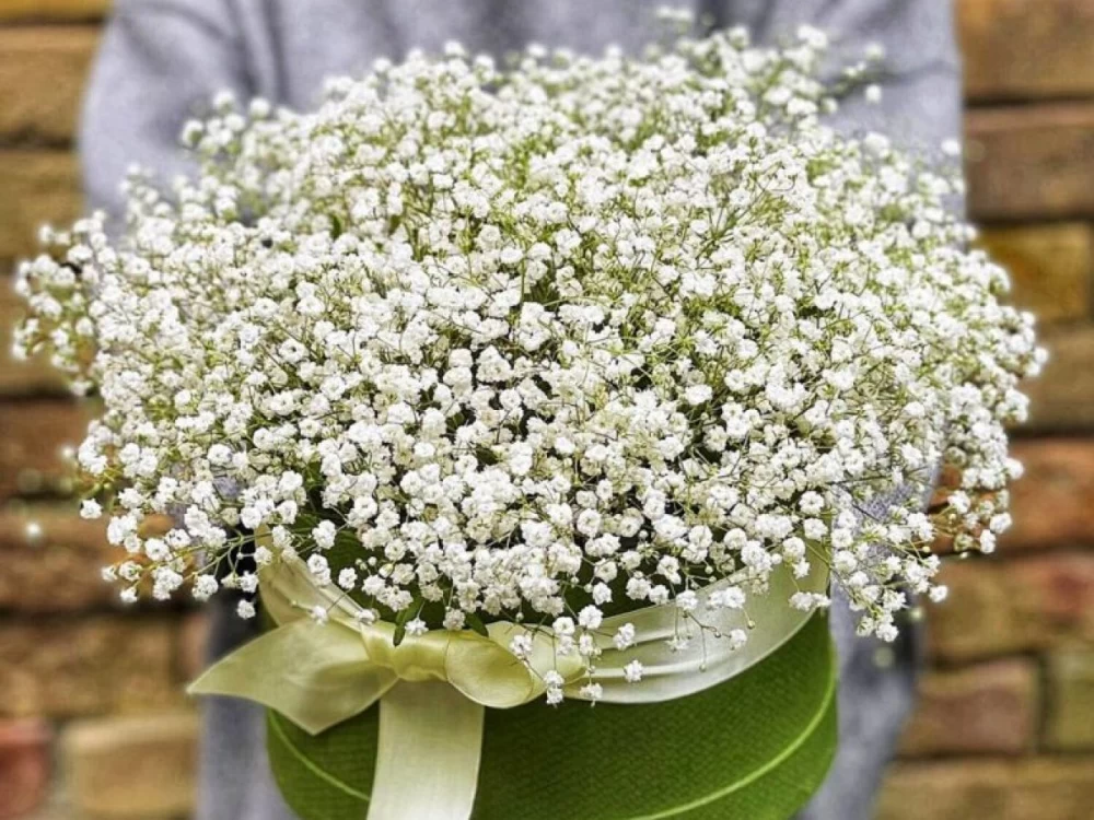 زیبایی های ژیپسوفیلا 