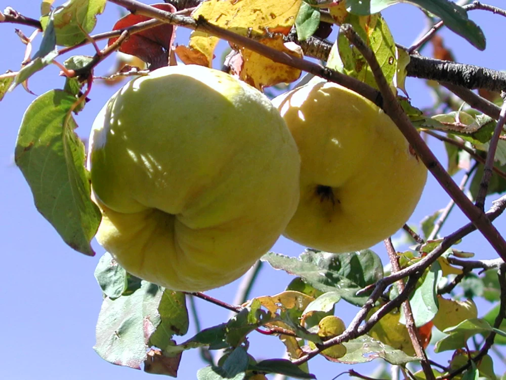 کود مناسب درخت به
