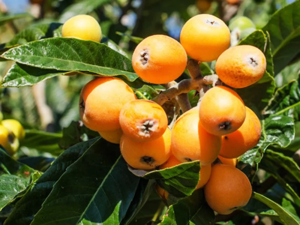  ازگیل ژاپنی یا لوکوآت