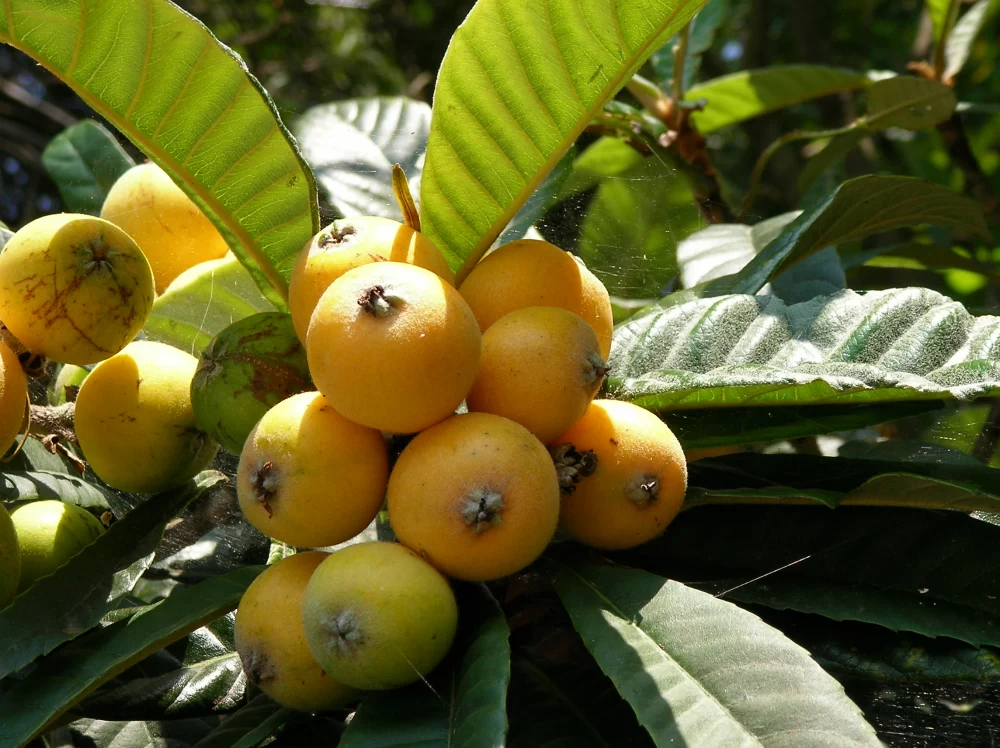 خواص ازگیل ژاپنی