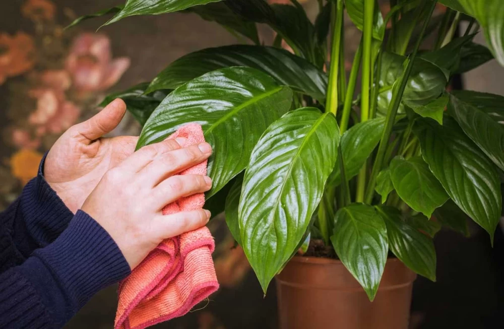 فواید سرکه برای گیاه