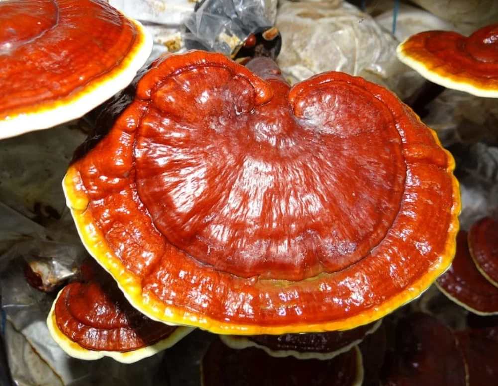  قارچ گانودرما و فواید آن