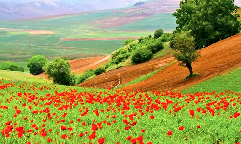 تصاویر دشت کالپوش
