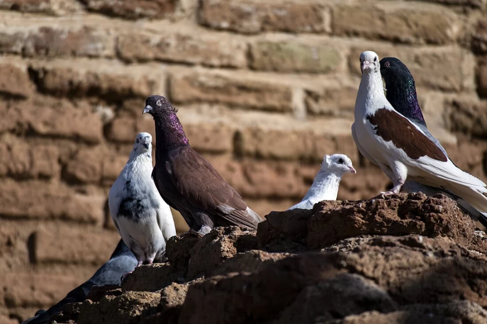 مراقبت از کبوتر در زمستان